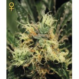 Pure Kush Feminised Seeds