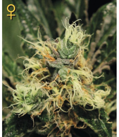 Pure Kush Feminised Seeds