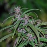 Purple Haze Regular Seeds