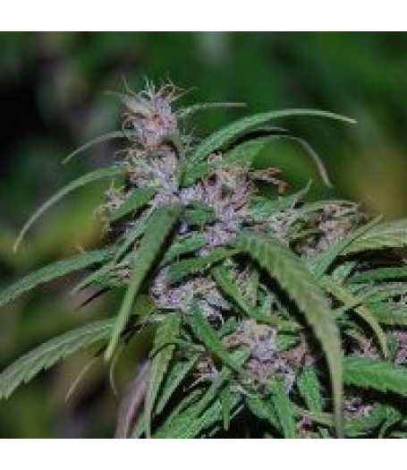 Purple Haze Regular Seeds