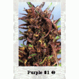 Purple #1 Feminised Seeds