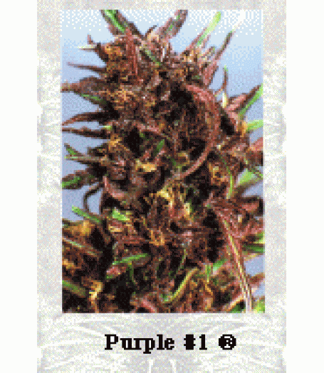 Purple #1 Feminised Seeds