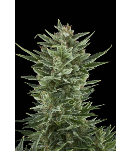 Quick One Automatic Feminised Seeds Quick One Automatic Feminised Seeds