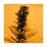 Raspberry Cough Feminised Seeds - 5