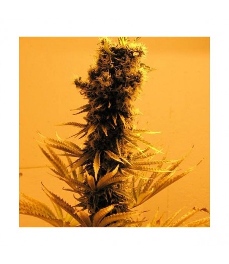 Raspberry Cough Feminised Seeds - 5