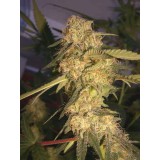 ReCon Regular Seeds