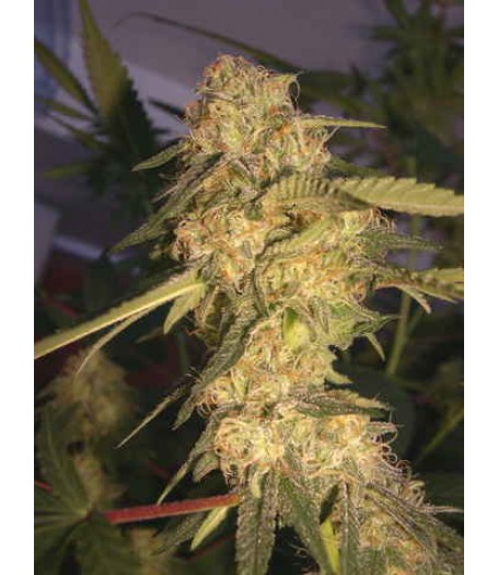 ReCon Feminised Seeds