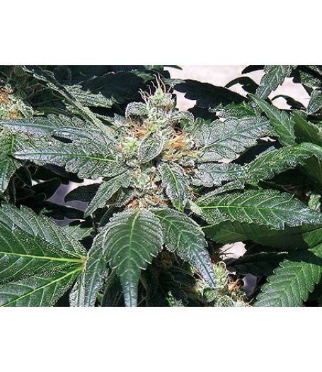 Red Diesel Feminised Seeds 