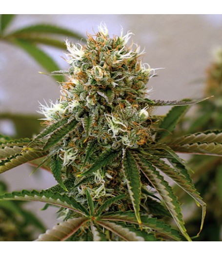 Red Cherry Berry Regular Seeds