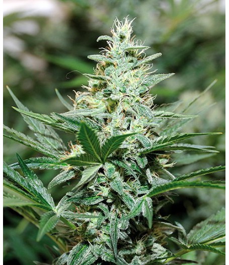 Red Dragon Regular Seeds 