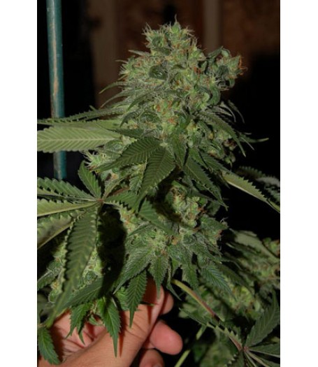 RKS Feminised Seeds RKS Feminised Seeds