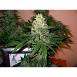 Rocklock Feminised Seeds - 6
