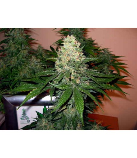 Rocklock Feminised Seeds - 6