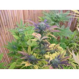 Rocklock 6 Regular Seeds