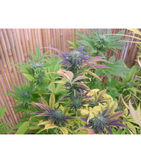Rocklock 6 Regular Seeds