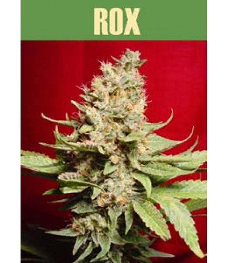 Rox Feminised Seeds