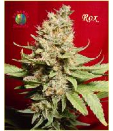 Rox Seeds Regular - 10