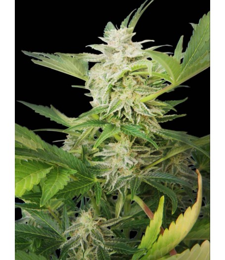 Royal AK Automatic Feminised Seeds