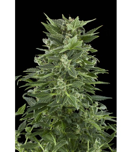 Royal Automatic Feminised Seeds