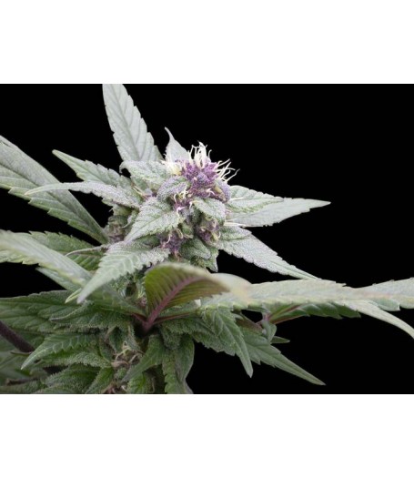 Royal Bluematic Automatic Feminised Seeds