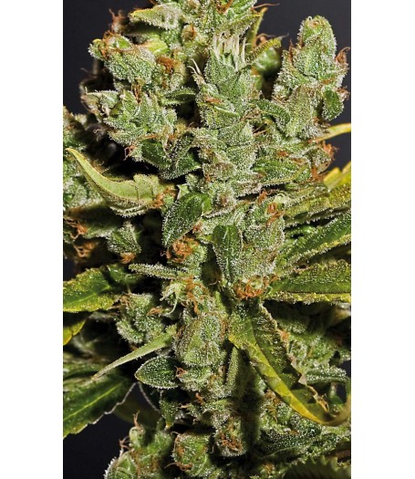 Royal Cheese Feminised Seeds