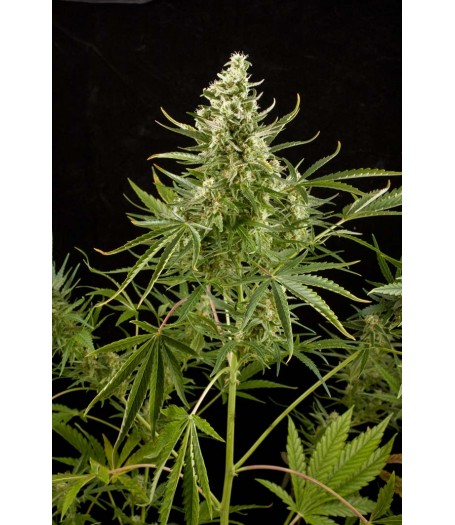 Royal Critical Automatic Feminised Seeds