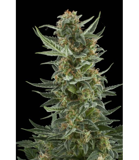 Royal Dwarf Automatic Feminised Seeds