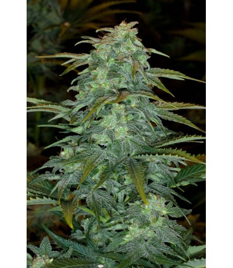 Royal Haze Automatic Feminised Seeds