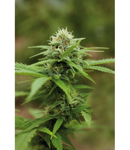 Royal Moby Feminised Seeds
