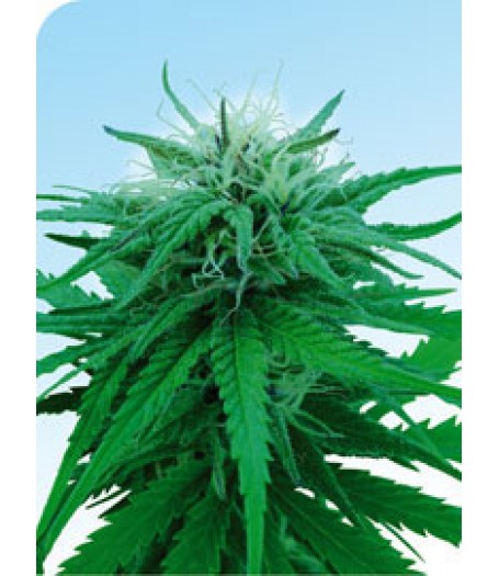 Ruderalis Indica Regular Seeds