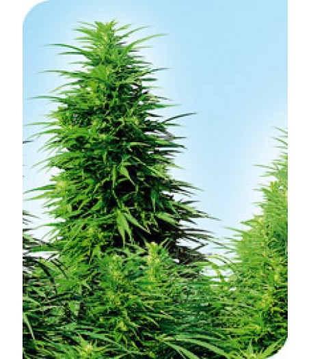 Ruderalis Skunk Regular Seeds