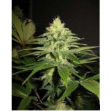 NL5 x Skunk Regular Seeds