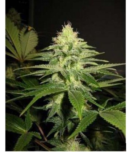 NL5 x Skunk Regular Seeds