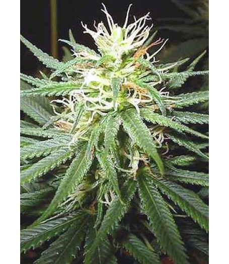 Sacra Frasca Feminised Seeds