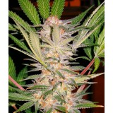 S.A.D. Auto Feminised Seeds