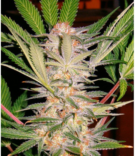S.A.D. Feminised Seeds