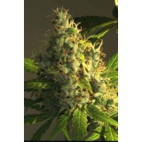 S.A.G.E Regular Seeds