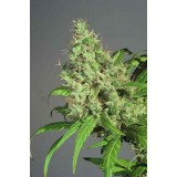 S.A.G.E Feminised Seeds