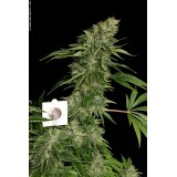 Sage 'n' Sour Regular Seeds