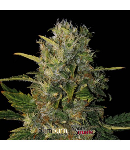 Santa Muerte Feminised Seeds