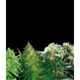Sativa Feminised Collection