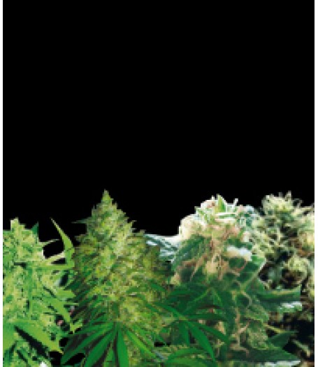 Sativa Feminised Collection