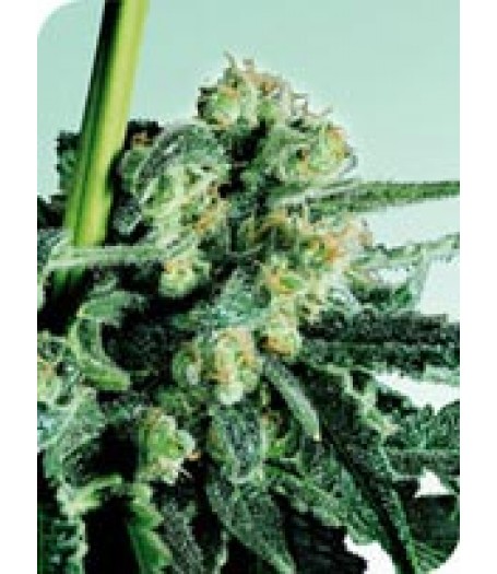 Sensi Skunk Regular Seeds