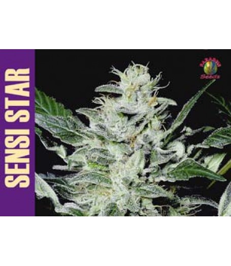 Sensi Star Feminised Seeds