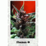 Shaman Feminised Seeds