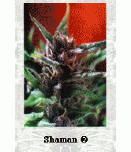 Shaman Feminised Seeds