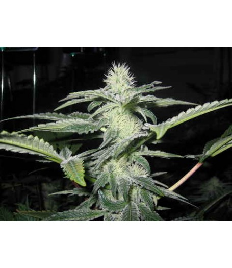 Sharks Breath Regular Seeds