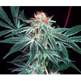 Shark Shock Regular Seeds