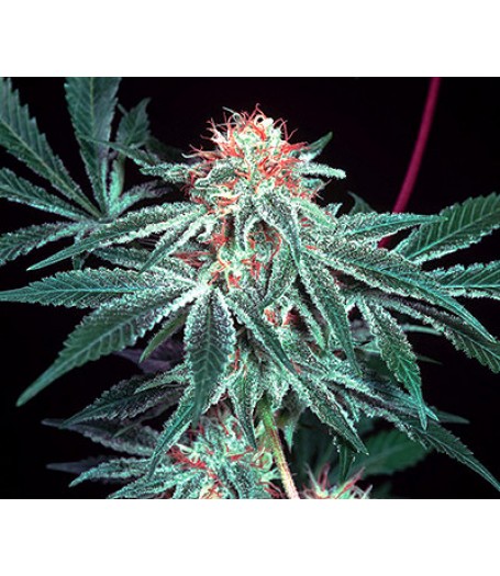 Shark Shock Regular Seeds