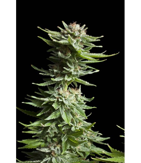 Shining Silver Haze Feminised Seeds